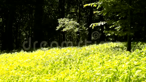 一个炎热的下午在一片空地上枯萎的植物弯曲的浅绿色叶子背景森林视频的预览图