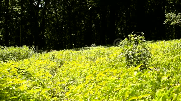 一个炎热的下午在一片空地上枯萎的植物弯曲的浅绿色叶子背景森林视频的预览图