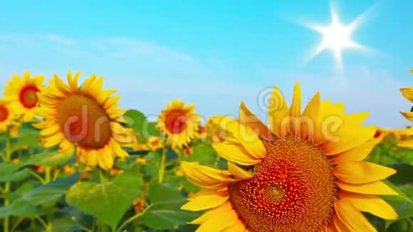 盛开的向日葵和天空视频的预览图