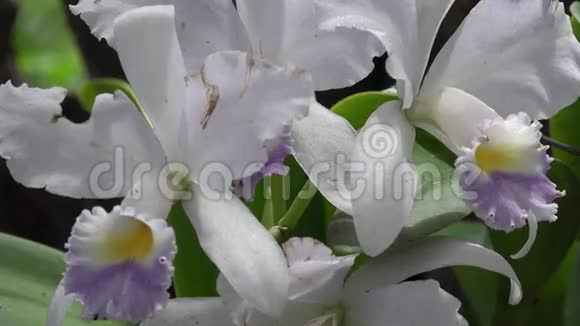 白花开花植物自然视频的预览图