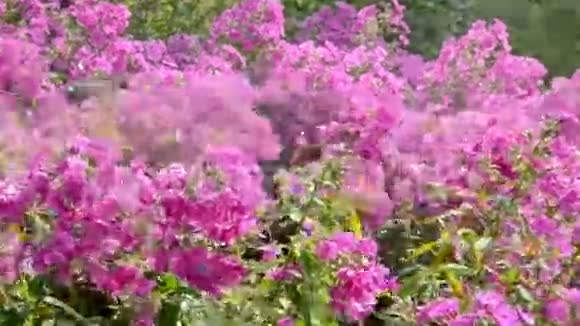在花园里浇灌五颜六色的夏花视频的预览图