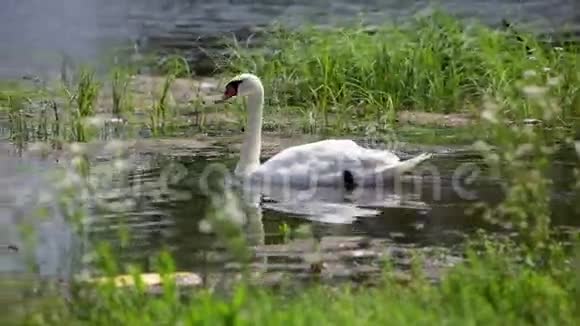 阳光明媚的夏日天鹅在湖边游泳视频的预览图