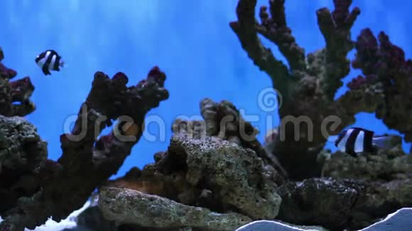 人工水族馆珊瑚和鱼类视频的预览图
