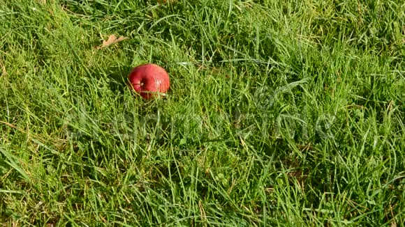 秋天的苹果落在草地上视频的预览图