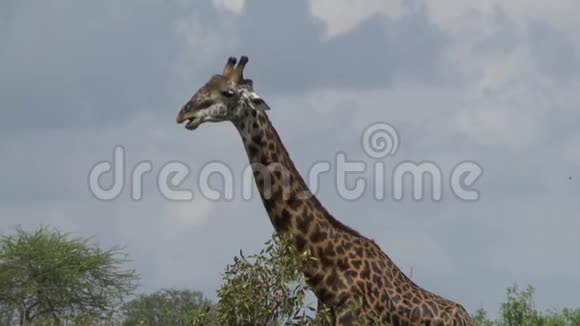 肯尼亚萨凡纳野生动物园里的长颈鹿视频的预览图