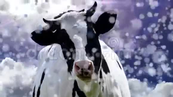 快乐的牛视频的预览图