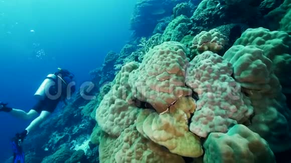 天然原始珊瑚不漂白或死亡视频的预览图