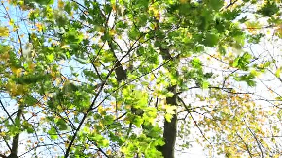 五颜六色的秋叶在风中缓慢地移动视频的预览图