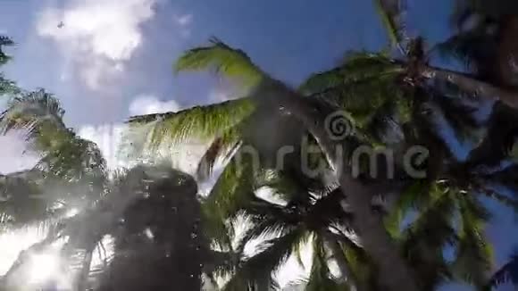 仰望着漂浮在懒洋洋河上的棕榈树视频的预览图