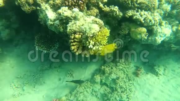 红海的鱼五颜六色的鱼游过珊瑚视频的预览图