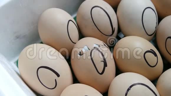 鸡蛋里的鸡移动试图突破外壳特殊农业孵化器内的新生鸡视频的预览图