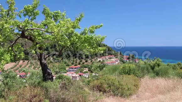 希腊查尔基迪基卡桑德拉半岛NeaSkioni村的绿树视频的预览图