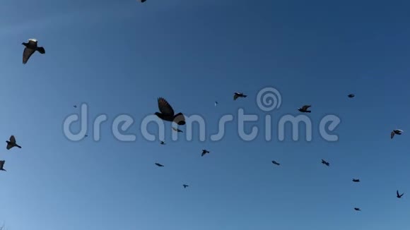 一群鸟飞过天空视频的预览图