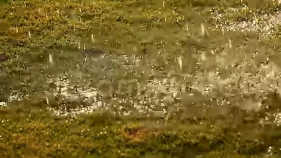 花园里的雨水视频的预览图