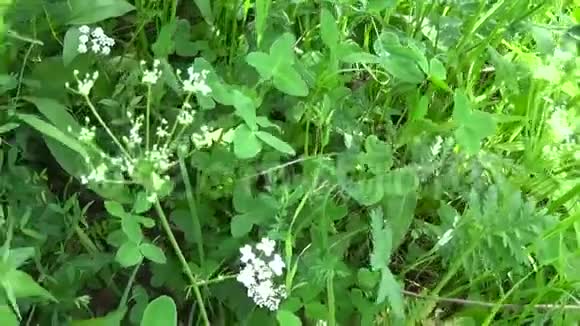 全景配野花木牛夏季草甸中的梅兰普视频的预览图