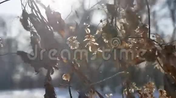 干燥的啤酒花阳光冬日的自然森林风景视频的预览图