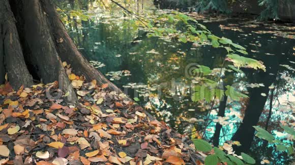 秋天湖畔树木的树落叶和倒影视频的预览图