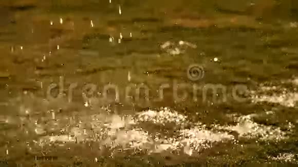 花园里的雨水视频的预览图