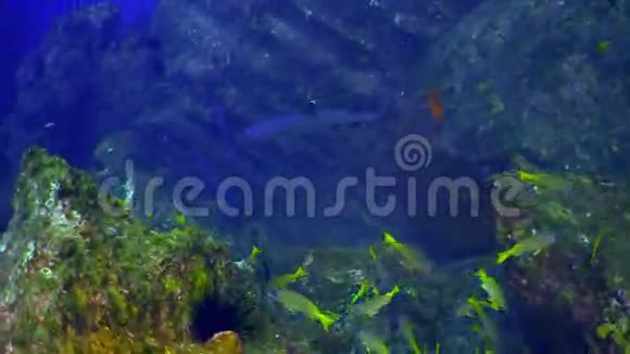 学校彩鱼在珊瑚礁和蓝海中游泳视频的预览图