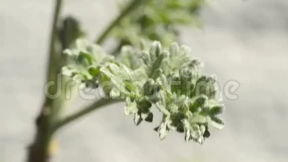 香料和药用植物视频的预览图