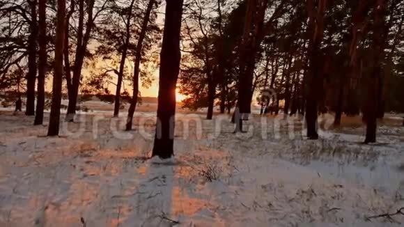 令人惊叹的晚间运动冬季景观圣诞树美丽的冬天森林雪太阳夕阳眩光视频的预览图