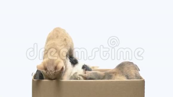 几只小猫在盒子里玩视频的预览图