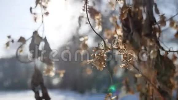 干燥的啤酒花阳光刺眼的冬季森林自然景观视频的预览图