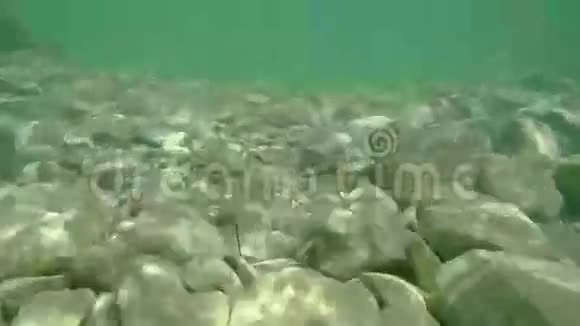 浅的岩石海底视频的预览图