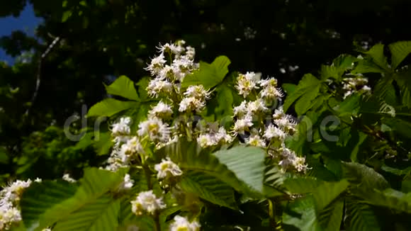 春天盛开的栗子树视频用静态摄像机拍摄视频的预览图