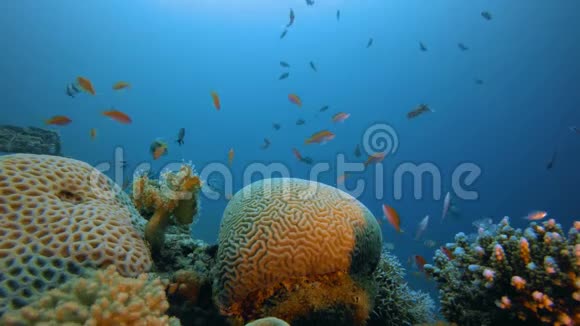 热带海景红海视频的预览图