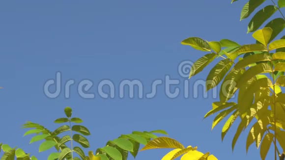 大自然清澈的蓝天背景以清新的第一春树叶为自然框架实时4K视频镜头视频的预览图