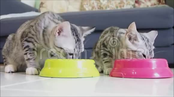 可爱的两只小塔比美国短毛小猫一起吃饭视频的预览图