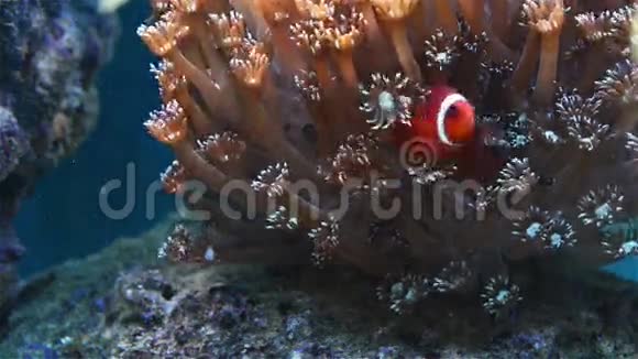 在珊瑚中玩耍的三叉鱼视频的预览图