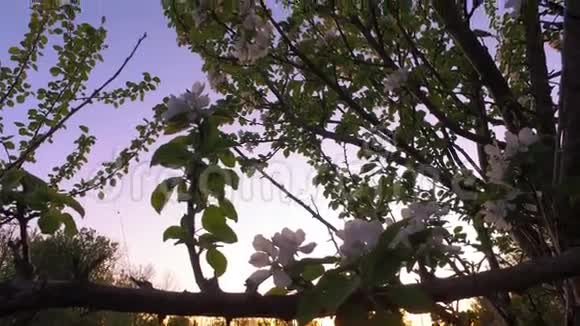 美丽的苹果树花园美丽的夏日风景视频的预览图