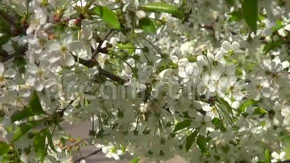 春天开花樱花树与白花的运动视频的预览图
