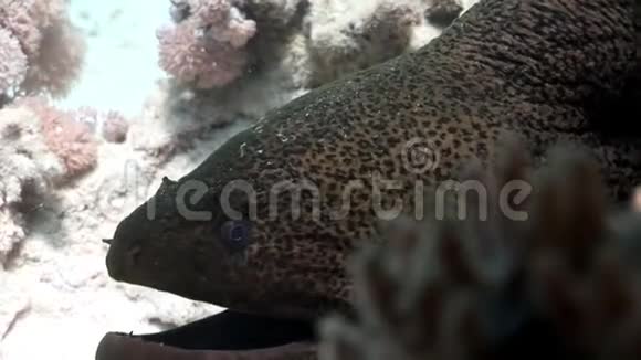 埃及红海巨鳗之首视频的预览图