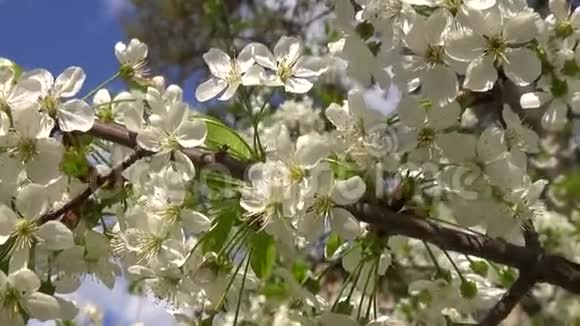 春天开花樱花树与白花的运动视频的预览图