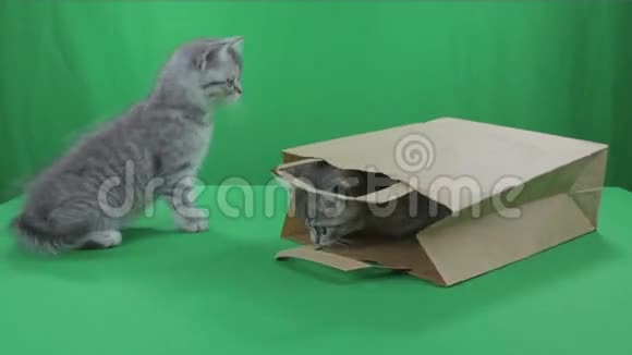 美丽的小猫苏格兰折叠纸袋绿色屏幕视频的预览图