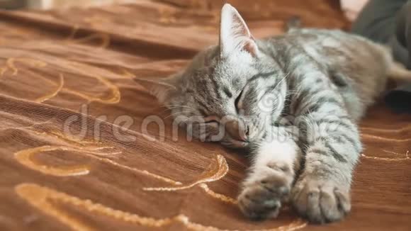 睡眠条纹猫猫完美的梦想猫睡在毯子里选择性专注猫睡宠物概念视频的预览图