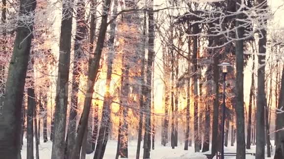 公园里日落树木覆盖着雪白雪覆盖的公园树视频的预览图