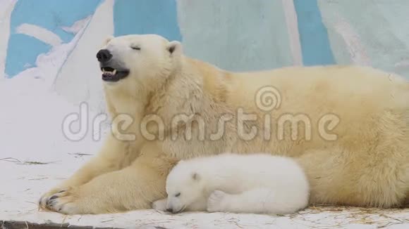 冬天北极熊一家人在动物园里休息视频的预览图