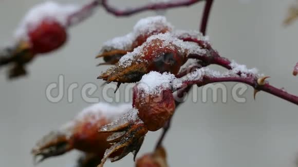 野狗野秋自然雪落在第一片雪景的浆果上视频的预览图