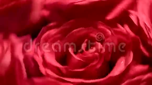美丽的红玫瑰花束与反向视频的预览图