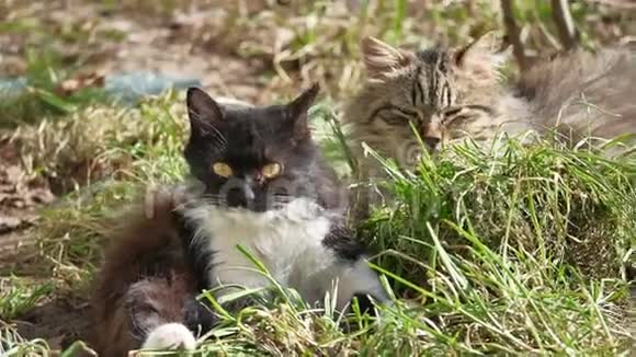 猫宠物家养躺在草地上舔羊毛洗视频的预览图