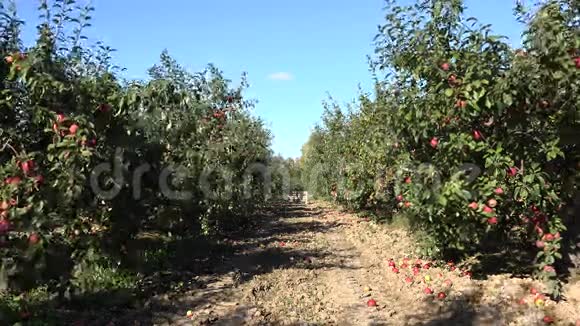收获时种植园里的苹果树果实成排4K视频的预览图