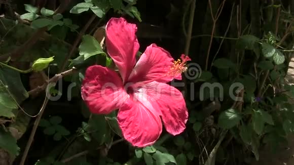 芙蓉花在微风中视频的预览图