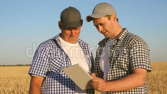 农民和商人与平板电脑作为一个团队在实地工作农学家和农民正把一粒小麦放在视频的预览图
