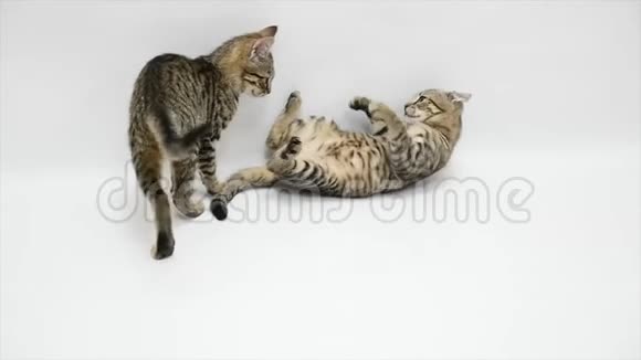 两只猫在白色背景下互相争斗动作缓慢视频的预览图