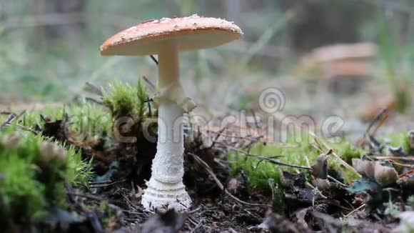 白蘑菇视频的预览图
