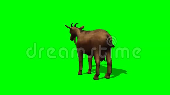 山羊在吃绿色的屏幕视频的预览图